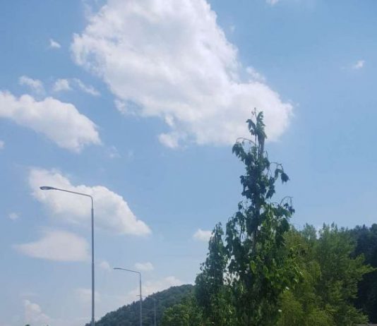 V Velenju zasadili 80 novih dreves in 300 grmovnic