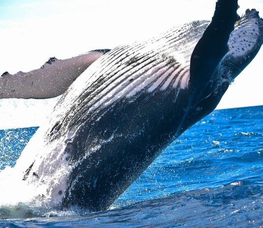 Pozitivna novica: Kit priplaval v Piranski zaliv