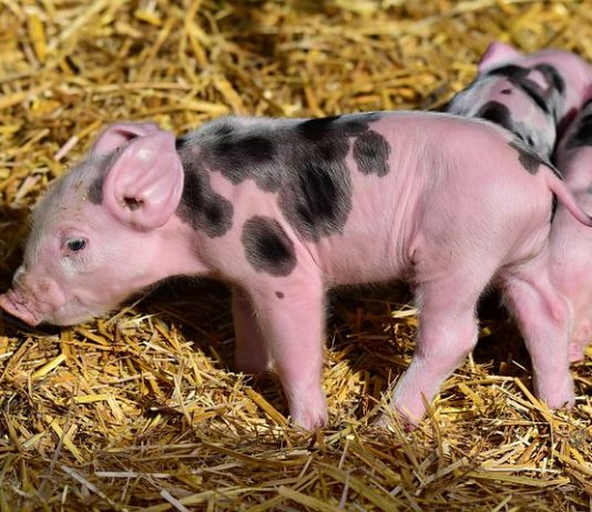 Kmetje, udeležite se današnjih volitev v Kmetijsko gozdarsko zbornico Slovenije!