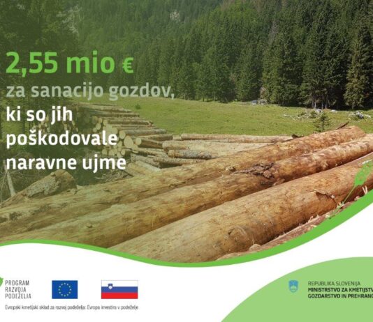 2,55 milijona evrov za sanacijo gozdov, ki so jih poškodovale naravne ujme