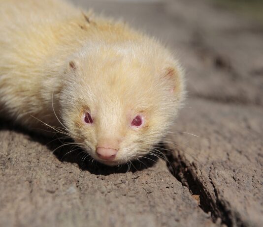 SARS-CoV-2 pri belem dihurju