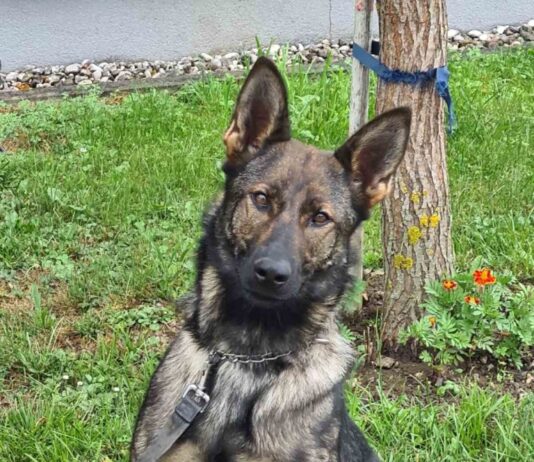 Policija obvešča, da nov dom iščeta izkušen policijski konj Vikings in mlada policijska psička Oda – ponovno javno zbiranje ponudb