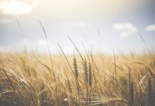 Občina Šmarje pri Jelšah: Uspeli s projektom Trajnostni utrip podeželja – Znanje in okusi