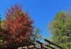Občina Slovenske Konjice: Obnovljena Pergola v ŠRC Park