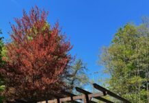 Občina Slovenske Konjice: Obnovljena Pergola v ŠRC Park