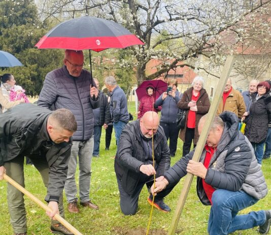 Občina Slovenske Konjice: V parku nad Dvorcem Trebnik zasadili drevo za novorojene občane