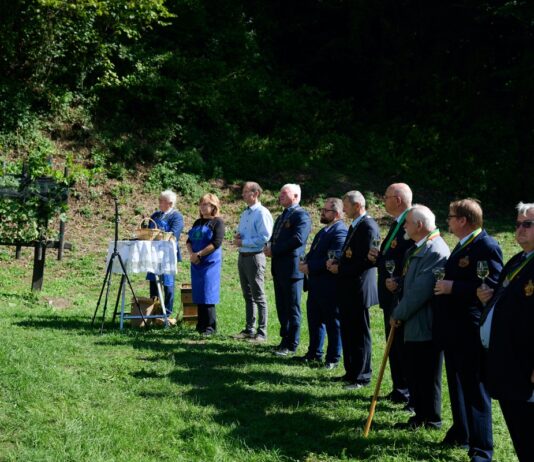 Občina Slovenske Konjice: Trgatev potomk najstarejše trte povezala Škalce in Žičko kartuzijo